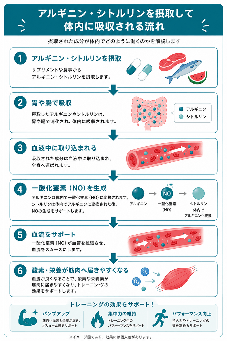 アルギニン・シトルリン摂取から吸収の流れ